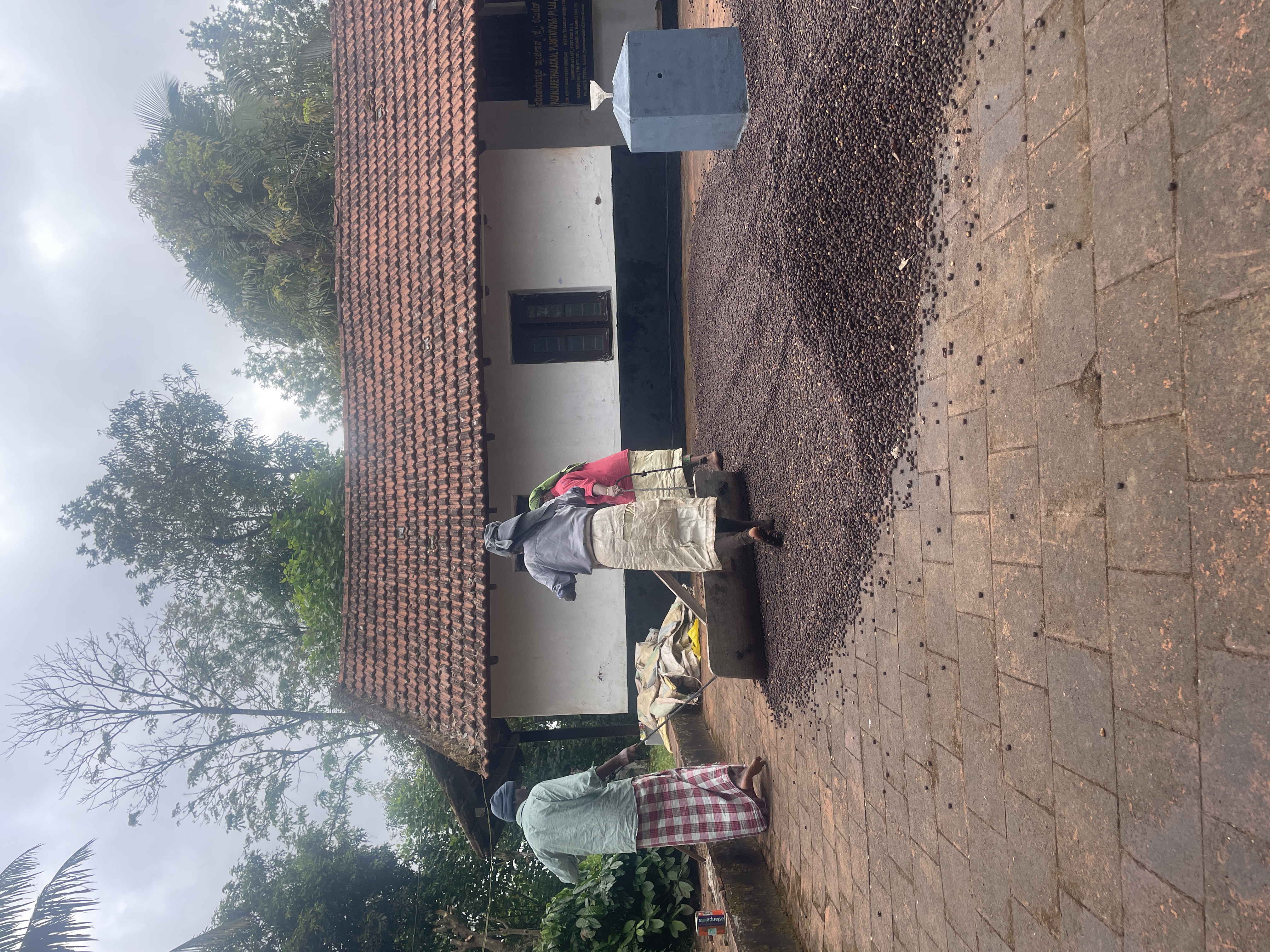 Coffee processing