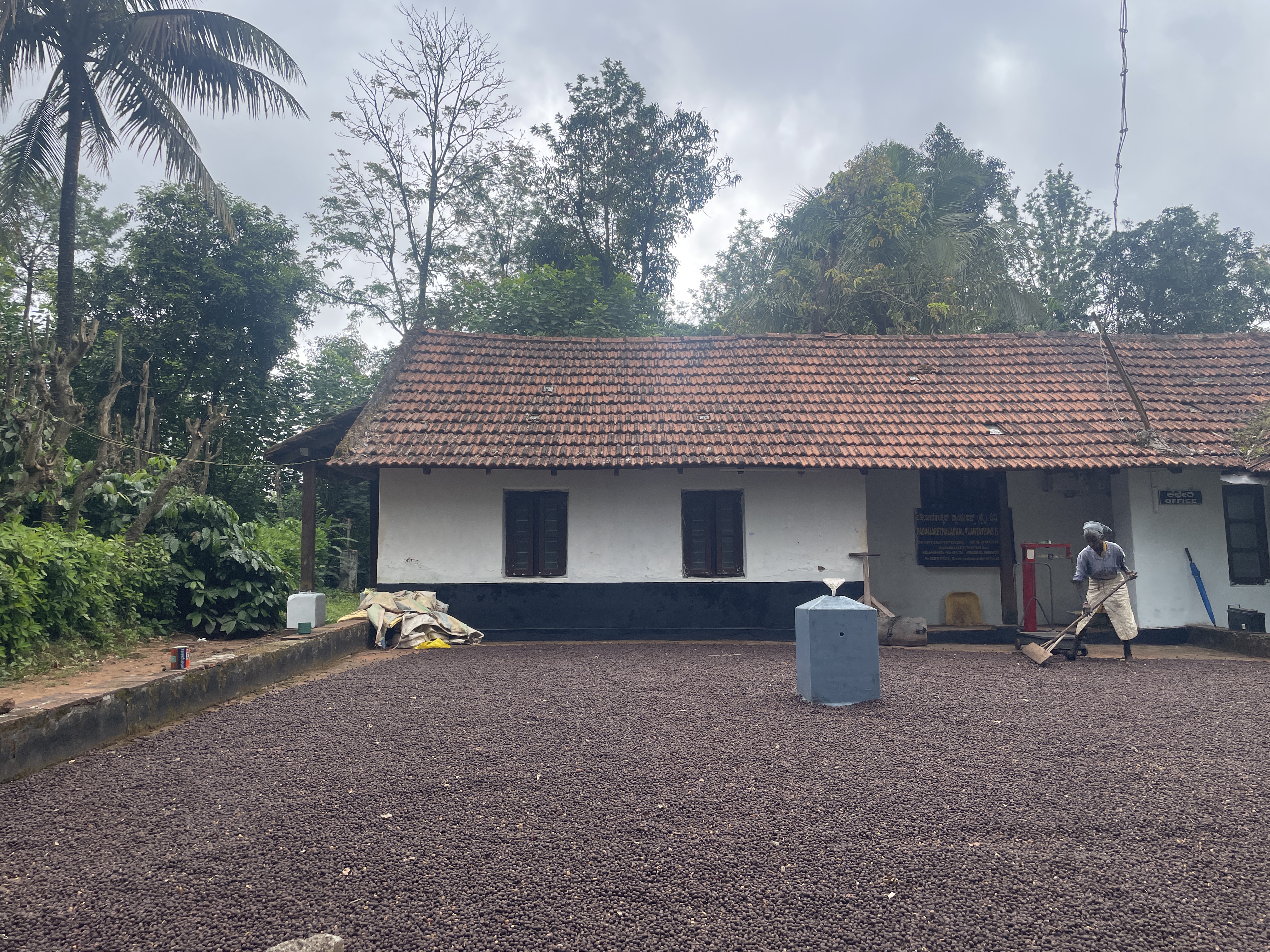 Coffee drying