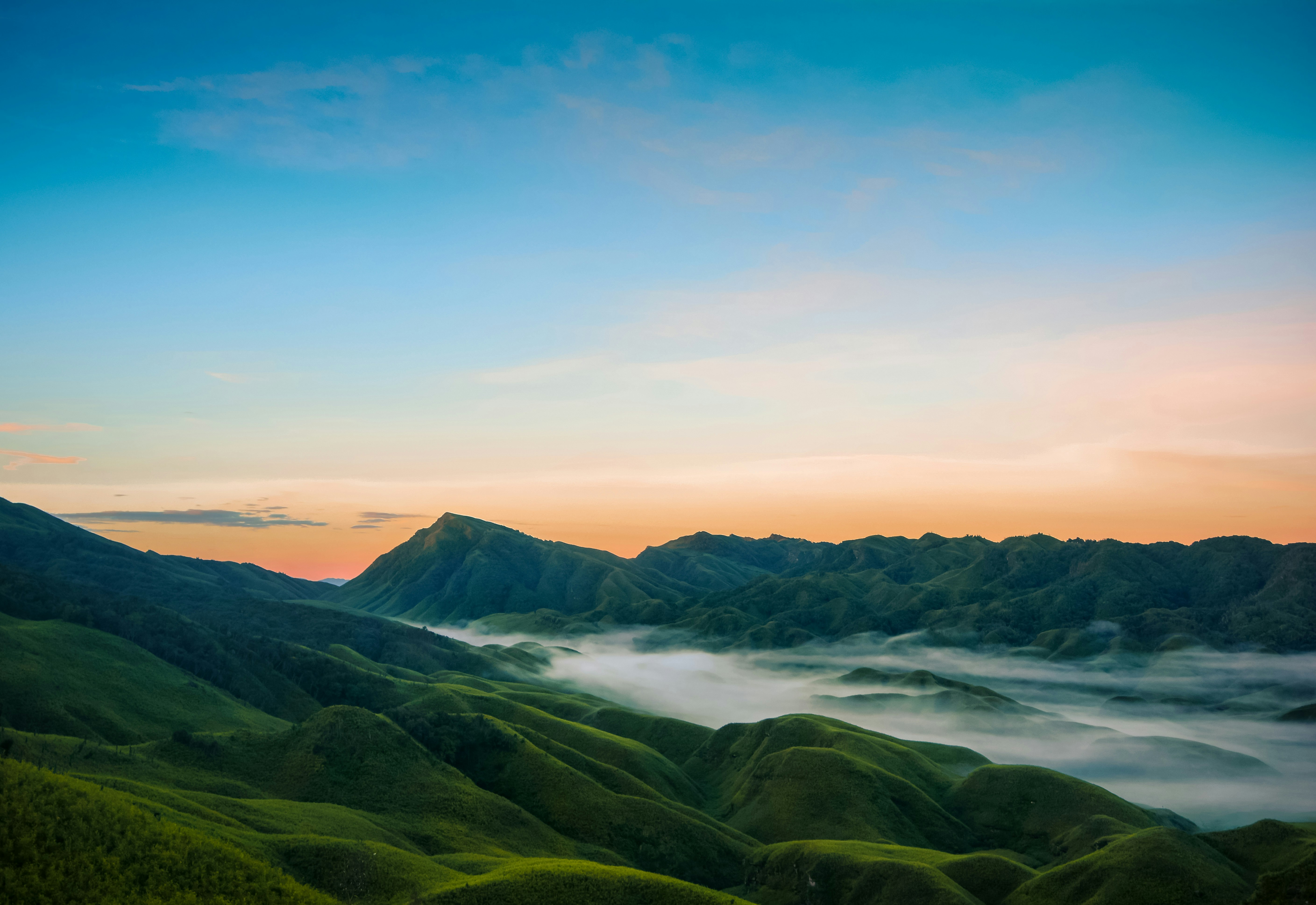 Coffee landscape in Nagaland